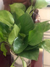 開時(shí)果 綠植盆栽桌面水培綠植 辦公室植物懶人盆景水養(yǎng)植物源頭直發(fā)包郵 綠蘿（遇水即活） 曬單實(shí)拍圖