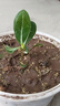 重瓣沙漠玫瑰盆栽花苗老樁植物四季花卉綠室內(nèi)陽臺小盆景好養(yǎng)易活 沙漠玫瑰：重瓣【多色】2年苗發(fā)1顆+花期280天 曬單實(shí)拍圖