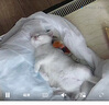 普聯(lián)（TP-LINK）監(jiān)控?cái)z像頭 500萬(wàn)3K智能雙光全彩夜視 360度全景手機(jī)遠(yuǎn)程語(yǔ)音通話 寶寶寵物室內(nèi)家用安防 IPC45AW 曬單實(shí)拍圖