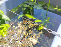 坤寧王魚缸過濾材料硝化細(xì)菌屋凈水過濾棉培菌火山石小顆?；钚蕴渴⑶?曬單實(shí)拍圖
