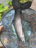 漁之源釣魚傘防雨垂釣加厚多向釣傘漁具傘戶外釣魚遮陽傘 1.8米 【單層輕便 加厚黑膠】UPF50+更防曬 曬單實拍圖