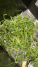 綠食者 新鮮芝麻菜250g 德國芥菜火箭菜 新鮮蔬菜西餐沙拉健康輕食食材 曬單實(shí)拍圖