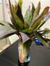 鴻運(yùn)竹紫竹水培植物辦公室內(nèi)桌面好養(yǎng)懶人綠植富貴轉(zhuǎn)運(yùn)竹水養(yǎng)帶根 紫竹鴻運(yùn)竹【50cm】*10根+營養(yǎng)液 曬單實(shí)拍圖