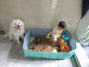 麥富迪狗糧 超肉粒凍干狗糧成幼犬小型犬專用比熊調(diào)理腸胃 10kg/20斤 曬單實拍圖