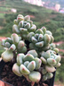迎虞花苑【帶香味】多肉植物紅霜勞爾百合麗麗藍豆福娘盆栽易養(yǎng)活 勞爾3-4頭群塑料盆 曬單實拍圖