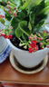 長(cháng)壽花盆栽重瓣金狐貍大花帶花苞花苗四季室內開(kāi)花好養的花卉植物 國旗紅（帶花苞四季開(kāi)花） 不含盆 曬單實(shí)拍圖