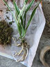 玫絢濃香型四季蘭 金邊矮種 蘭花苗蘭花盆栽陽臺 好運來 2苗連體 曬單實拍圖