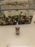 脫殼通用蝦S卵魚食豐年熱帶魚飼料顆粒小型魚飼料孔雀魚幼魚開口 純正豐年蝦50g1瓶 曬單實拍圖