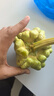 姜柄瓜云南農(nóng)家自種新鮮蔬菜姜柄瓜嫩南瓜小甜瓜 帶箱重 2斤 曬單實(shí)拍圖