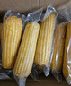 京鮮生 東北黃糯玉米250g*10棒 新鮮甜糯玉米棒真空包裝粘玉米 源頭直發(fā) 曬單實(shí)拍圖