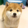 柴犬幼犬寵物狗純種活體日本柴犬狗狗赤柴黑柴豆柴白柴 血統(tǒng)級 母 曬單實拍圖