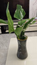 臨雅天堂鳥(niǎo)無(wú)土純水培植物室內好養花卉盆栽易活桌面綠植鶴望蘭吸甲醛 水培天堂鳥(niǎo)【30-40cm】3棵 曬單實(shí)拍圖