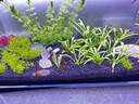 尼特利 NETLEA水草泥魚缸凈水營養(yǎng)土水族養(yǎng)魚水藻泥免水洗種植土草缸陶粒底砂 二代-自然粒-3L/袋 曬單實拍圖
