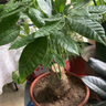 京東綠植發(fā)財(cái)樹(shù)盆栽水培桌面綠植物擺件招財(cái)單桿辦公室內(nèi)帶盆花卉源頭直發(fā) 曬單實(shí)拍圖