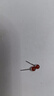 DL 1998胖東來品質(zhì)瑪瑙耳釘足銀999天l然紅女銀敏紅色簡(jiǎn)約百搭耳骨釘極小 天|然紫水晶6MM《兩只價(jià)》 曬單實(shí)拍圖