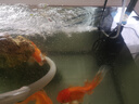 森森魚缸過濾器內(nèi)置三合一凈水魚馬桶循環(huán)系統(tǒng)小型增氧過濾水泵一體 升級款23W 360度全面過濾器 曬單實拍圖