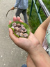 吉果叔【順豐包郵】云南藍莓 新鮮水果 超大果應當季高山怡顆甜鮮果 4盒（125g/盒） 中果16-18mm【精選優(yōu)品】 曬單實(shí)拍圖