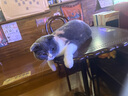 澳貝（auby）新生兒見面禮盒實用嬰兒玩具床掛搖鈴牙膠萌兔安撫巾玩偶滿月禮物 曬單實拍圖