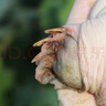 千島湖生態(tài)甲魚(yú)足年足齡生長(cháng)中華鱉活體 大老鱉活體王八清水鱉 鮮活 6齡1250g鮮活公鱉 生態(tài)甲魚(yú)-鮮活到家 曬單實(shí)拍圖