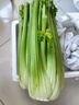 京鮮生山東新鮮大西芹凈重4.5斤榨汁現(xiàn)挖芹菜鮮嫩蔬菜 去半葉源頭直發(fā) 曬單實(shí)拍圖