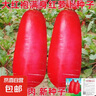 滿生紅大紅袍蘿卜種子大紅蘿卜種籽紅皮白肉蘿卜春秋田園蔬菜種子 大紅袍蘿卜種子 1包約300粒 曬單實(shí)拍圖