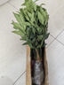 花行榜 竹柏盆栽水培驅(qū)蚊植物綠植盆栽四季常青20棵（不含瓶）源頭直發(fā) 曬單實拍圖