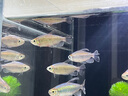 公魚剛果美人魚 5-7CM淡水小型寵物觀賞魚彩虹群游小魚好養(yǎng)耐活 【公魚】剛果美人4-5CM(3條裝) 曬單實(shí)拍圖
