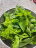 桑葉新鮮蠶寶寶套裝飼料口糧大蠶桑葉現(xiàn)摘營養(yǎng)葉大桑葉春蠶葉包郵 嫩桑葉100克（適合小蠶寶寶吃） 曬單實(shí)拍圖