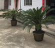 古達(dá)特大花盆大口徑加厚塑料樹(shù)脂花盆戶外種果樹(shù)盆景鐵樹(shù)荷花睡蓮盆 【兩個(gè)裝】60號(hào)（外徑60高37cm） 底部有孔種植盆 曬單實(shí)拍圖