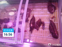 Rosebud鮮肉展示柜商用豬肉冷藏臥式冰柜生鮮超市牛羊豬肉保鮮柜涼菜熟食柜水果撈涼菜冷鮮柜壽司風(fēng)冷冰箱 2.0米直冷防霧（節(jié)能玻璃門款） 曬單實(shí)拍圖