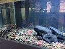 森森（SUNSUN）原生態(tài)溪流缸25年新款造景金魚缸客廳超白玻璃底濾魚缸包安裝 1.2米大觀賞面47寬 超白底濾 白色 基礎款 曬單實拍圖
