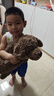 LIV HEART貴賓犬毛絨玩具玩偶狗狗睡覺抱枕公仔生日禮物—貴賓犬巧克力棕L 曬單實拍圖