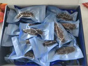 京東京造大連冷凍即食海參1000g 16-20只 固形物不低于75% 遼刺參 曬單實拍圖