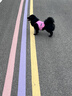 MIKI PAD狗狗衣服小型犬夏季薄款衣服戶外馬甲春秋透氣泰迪比熊可牽引 玫紅馬甲 2XL胸圍50cm（參考體重12-15斤） 曬單實(shí)拍圖