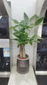 發(fā)財樹盆栽大植物室內(nèi)辦公室桌面客廳小盆景招財樹苗綠植花卉盆栽 三桿發(fā)財樹 5-8cm【泡泡吸水盆】 【送肥料】 曬單實拍圖