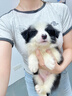 柴墨精品邊牧幼犬血統(tǒng)級(jí)寵物狗狗狗活體家養(yǎng)高智商幼崽狗 血統(tǒng)級(jí) 【黑白色】邊牧 曬單實(shí)拍圖