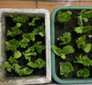 大菜鄉壽光速生意大利生菜苗秧結球大速生結球生菜種子耐抽苔帶土球陽(yáng)臺 意大利生菜苗25棵+送5棵 曬單實(shí)拍圖