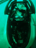 巴祖卡UF1后減震豪爵AFR巧格i裂行 NX F125 NS125鴻125 UY 蜂鳥興鷹減震 鈦黑(單根) 適本田NS125la/NS110r/NW F125 曬單實拍圖