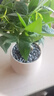 八芽盆栽發(fā)財(cái)樹植物室內(nèi)禪意招財(cái)樹盆景辦公室桌面綠植源頭直發(fā)包郵 五福發(fā)財(cái)樹-雪梨盆-紫砂托盤 含盆 曬單實(shí)拍圖