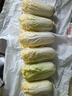 云南高山娃娃菜新鮮當(dāng)季娃娃菜3顆裝新鮮蔬菜生鮮 新鮮娃娃菜1*(3棵)*2包 曬單實拍圖