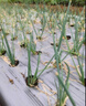 打孔地膜農用種植藥材銀黑種菜有孔草莓辣椒帶孔防草塑料專(zhuān)用薄膜 1絲厚黑色1.2米寬340長(cháng)4孔30x30 曬單實(shí)拍圖