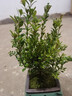 小葉赤楠盆景植物辦公花卉基地直銷批發(fā)綠植盆栽室內擺件花卉綠植 赤楠+方形山水盆+苔蘚+底座 曬單實拍圖