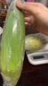 【精品甜玉米】新鮮水果玉米現(xiàn)摘嫩玉米黃金水果玉米整箱 2斤帶箱 2-3根 300g起/根 曬單實拍圖