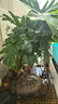 行湘水培綠植盆栽盆景桌面觀葉植物春羽3株60-80cm不含瓶 源頭直發(fā) 曬單實(shí)拍圖