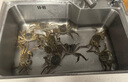 【活蟹】漁家?guī)煾荡箝l蟹2-2.3兩6只去繩足重鮮活螃蟹六月黃現(xiàn)貨生鮮水產(chǎn)禮盒源頭直發(fā) 曬單實拍圖