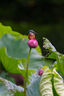 適馬（SIGMA）500mm F5.6 DG DN OS ｜Sports 全畫幅 超遠攝定焦鏡頭 打鳥拍荷花（索尼卡口） 曬單實拍圖