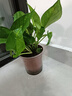 綠蘿盆栽室內(nèi)客廳綠植花卉 家用凈化空氣綠籮植物吸除甲醛吊蘭 高20CM【加侖吸水】8盆+噴壺+5肥 曬單實(shí)拍圖