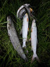 TLXT活魚(yú)扣路亞鎖綁?mèng)~釣魚(yú)扣繩配件控魚(yú)鎖串魚(yú)扣大物掛魚(yú)鉤環(huán)栓魚(yú)繩鎖 活魚(yú)扣-10大扣+小黃鴨（紅藍(lán)隨機(jī)） 輪式不銹鋼絲繩 曬單實(shí)拍圖