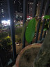 榴蓮苗果樹(shù)苗嫁接榴蓮樹(shù)苗泰國榴蓮苗南方種植帶土苗金枕榴蓮苗 金枕榴蓮苗嫁接苗2年苗 原土杯苗 榴蓮苗 曬單實(shí)拍圖
