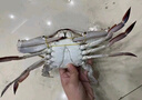 舟山梭子蟹鮮活特大野生大螃蟹新鮮冷凍海鮮水產(chǎn)海蟹飛蟹白蟹順豐 7-9兩/只【5斤凈重 特大肥壯】 曬單實拍圖